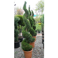 Кіпарисовик Лейланда Блю Джинс на штамбі купить