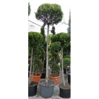 Кіпарисовик Лейланду Castlewelland Gold купить