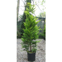 Кипарисовик Лейланда Голд Райдер 100 см купить