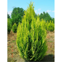 Кіпарисовик лавсона 