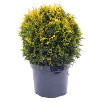 Кипарисовик Лавсона Стардаст купить