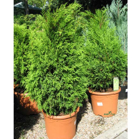 Кипарисовик горохоплодный Филифера Ауреа купить