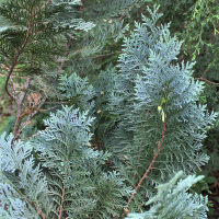 Кипарисовик Лавсона Элюма купить