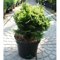 Кипарисовик Лавсона Pygmaea Argentea купить