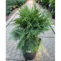 Кипарисовик Лавсона Мини Глобус купить