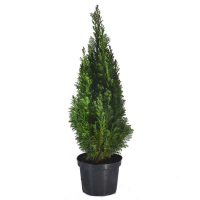 Кипарисовик Лейланда купить