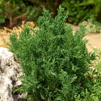 Кипарисовик тупой Драхт купить