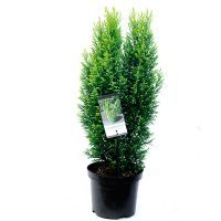 Кипарисовик Лавсона Эллвудс Голд купить