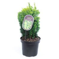 Кипарисовик тупой Meroke Twin купить