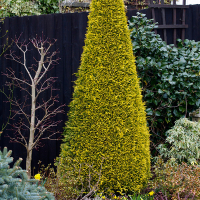 Кіпарисовик Лавсона Стардаст купить