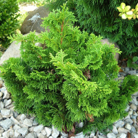 Кіпарисовик притуплений 