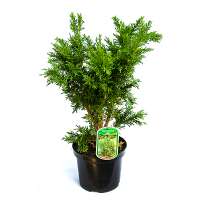 Кипарисовик тупой Драхт купить