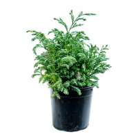 Кипарисовик горохоплодный Булевард купить