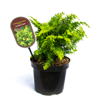 Кіпарисовик притуплений 