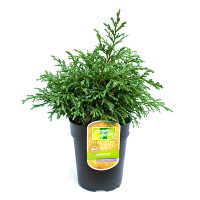 Кіпарисовик горохоплідний Бебі Блю купить