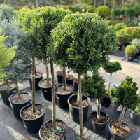 Кіпарисовик Лейланду Castlewelland Gold штамб купить