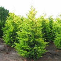 Кипарисовик Лейланда Голд Райдер купить