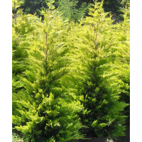 Кіпарисовик Лейланда Голд Райдер купить