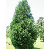 Кипарисовик Лейланда купить