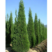 Кипарисовик Лейланда Castlewelland Gold купить