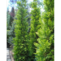 Кипарисовик Лейланда Эскалибур Голд купить