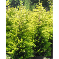 Кипарисовик Лейланда Голд Райдер купить