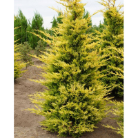 Кипарисовик Лейланда Голд Райдер купить