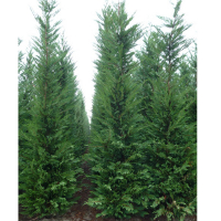 Кіпарисовик Лейланда, 175-200 см купить