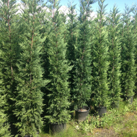 Кипарисовик Лейланда, 175-200 см купить