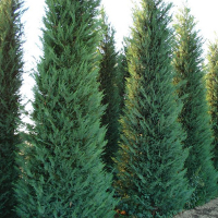 Кипарисовик Лейланда, 200 см купить