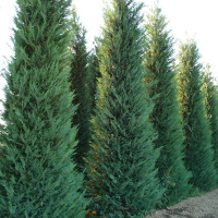 Кіпарисовик Лейланда, 250-300 см купить