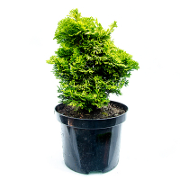 Кипарисовик притупленный Нана Ауреа купить