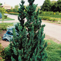 Кипарисовик лавсона Виссели купить