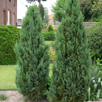 Кіпарисовик Leylandii купить