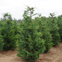 Кипарисовик Лейланда купить