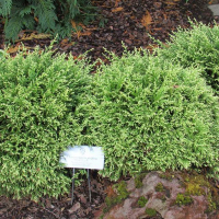 Кипарисовик горохоплодный Уайт Бьюти White Beauty купить