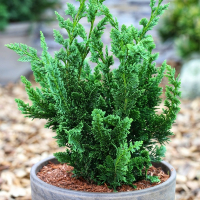 Кипарисовик Лавсона Wisselii купить