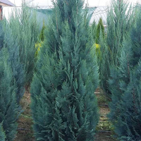 Кипарисовик Лавсона Колумнарис купить