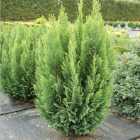 Кіпарисовик Лавсона Еллвудс Емпайр купить