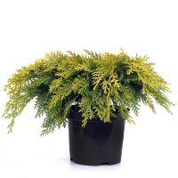 Кипарисовик Лавсона Санкист купить