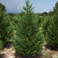 Кипарисовик Лейланда Вариегата купить