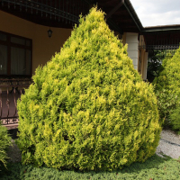 Кипарисовик горохоплодный Плюмоза Ауреа купить