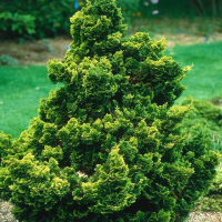 Кипарисовик тупий Грациліс купить