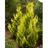 Кіпарисовик Лавсона Івонне купить