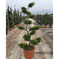 Кипарисовик Лейланда Castlewelland Gold Bonsai купить