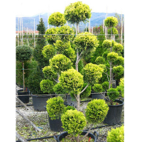 Кипарисовик Лейланда Голд Райдер бонсай купить