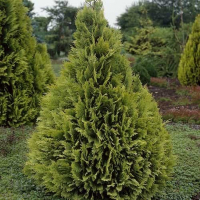 Кипарисовик Лавсона Стардаст купить