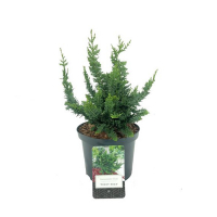 Кипарисовик притупленный Teddy Bear купить