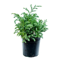 Кипарисовик горохоплодный Булевард купить