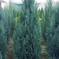 Кипарисовик Лавсона Колумнарис купить